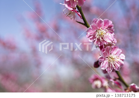 青空と梅の花 山形県長井市 青空と梅の花 山形県長井市 138713175