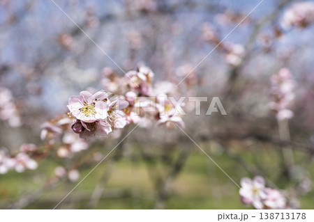 青空と梅の花　山形県長井市 138713178