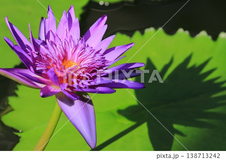 睡蓮の花　熱帯性スイレン 138713242