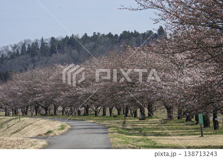 青空と最上川桜づつみの桜　山形県長井市 138713243
