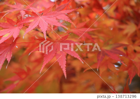 真っ赤に色づいた紅葉 真っ赤なかえで 紅葉 真っ赤に色づいた紅葉 真っ赤なかえで 紅葉 138713296