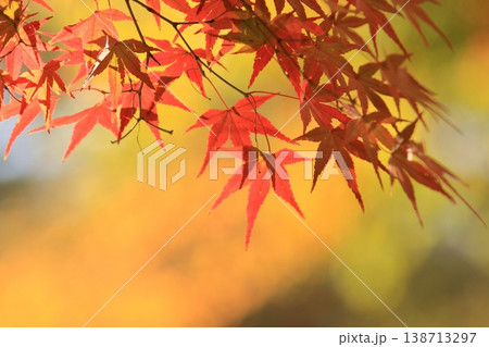 真っ赤に色づいた紅葉 真っ赤なかえで 紅葉 真っ赤に色づいた紅葉 真っ赤なかえで 紅葉 138713297