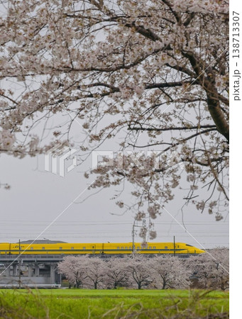 満開の桜の中を走るドクターイエロー上り 先頭車両j 138713307