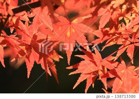 真っ赤に色づいた紅葉 真っ赤なかえで 紅葉 真っ赤に色づいた紅葉 真っ赤なかえで 紅葉 138713380