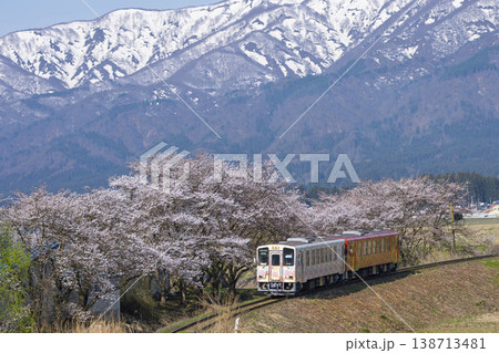 最上川沿いの桜とフラワー長井線の列車 山形県白鷹町 最上川沿いの桜とフラワー長井線の列車 山形県白鷹町 138713481