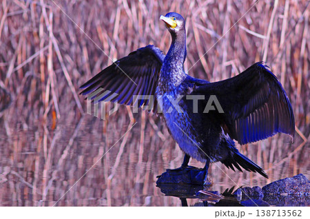 翼を広げるカワウ 翼を広げるカワウ 138713562