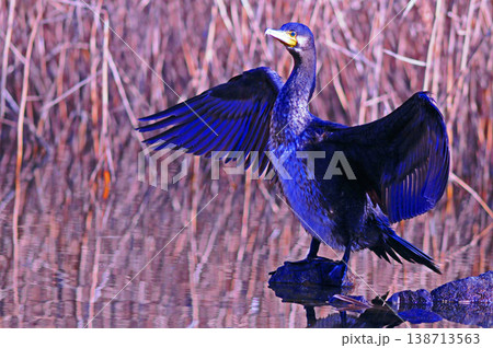 翼を広げるカワウ 翼を広げるカワウ 138713563