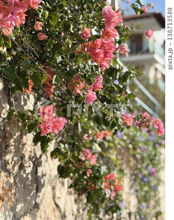Bougainvillea flowers cascading over stone wall on sunny day with vibrant green leaves 138713589