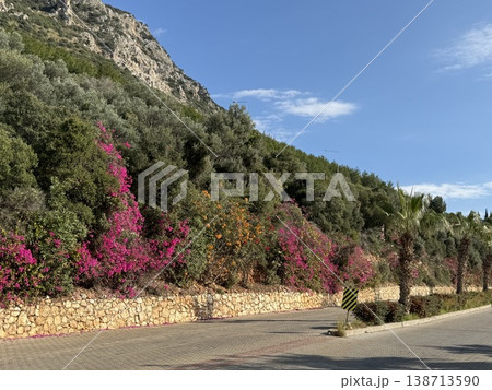 Colorful flowers and green trees alongside a mountain road under a blue sky background Colorful flowers and green trees alongside a mountain road under a blue sky background 138713590