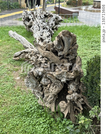 Weathered tree trunk on grassy field in park setting with twisted branches in foreground Weathered tree trunk on grassy field in park setting with twisted branches in foreground 138713608