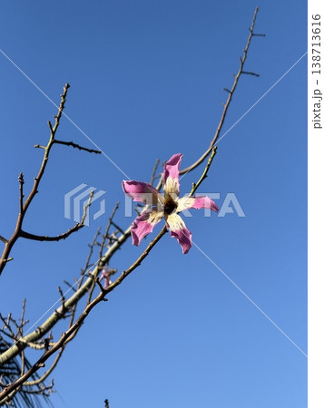 Pink flower blooming on bare branch against clear blue sky background Pink flower blooming on bare branch against clear blue sky background 138713616