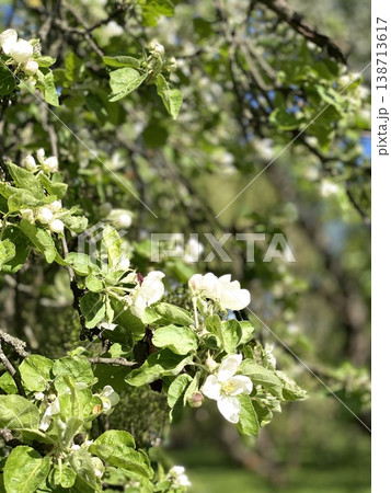 Apple blossoms in full bloom on tree branches in garden during spring season Apple blossoms in full bloom on tree branches in garden during spring season 138713617