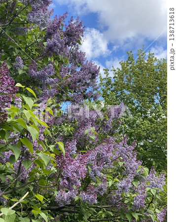 Lilac bushes in full bloom with vibrant purple flowers against a clear blue sky background 138713618