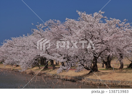 瓢湖の桜 瓢湖の桜 138713983