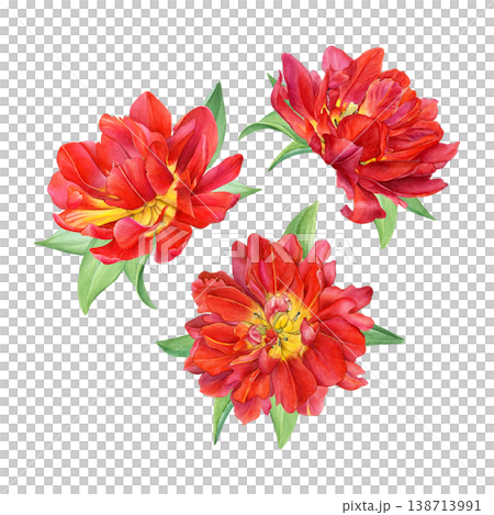 Watercolor set of red double tulips with green leaves isolated on white. Suitable for prints, invitations, branding, packaging and floral design 138713991