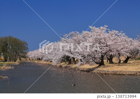 瓢湖の桜 瓢湖の桜 138713994