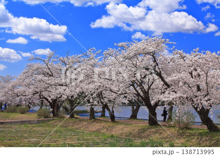 瓢湖の桜 瓢湖の桜 138713995