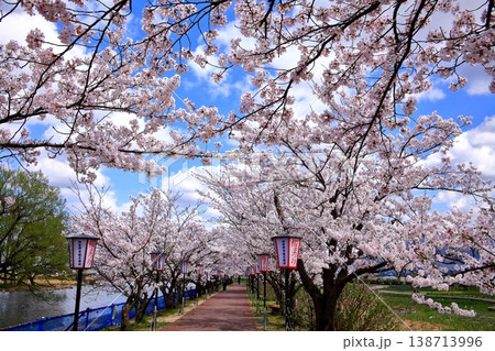 瓢湖の桜 瓢湖の桜 138713996
