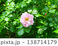 淡いピンク色の可愛いバラ 138714179