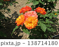 オレンジ色のバラの花 138714180