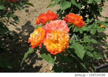 オレンジ色のバラの花 138714180