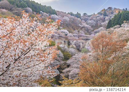 桜満開の世界遺産 早朝の吉野山 桜満開の世界遺産 早朝の吉野山 138714214