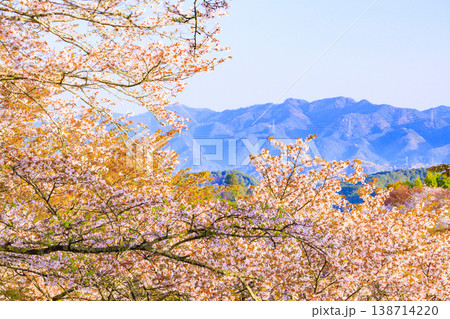 桜満開の世界遺産　早朝の吉野山　 138714220