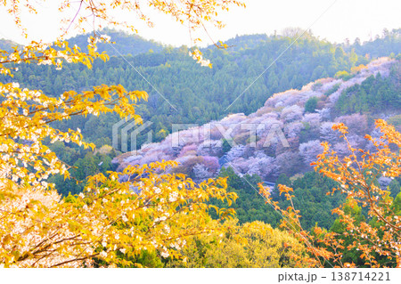 桜満開の世界遺産 早朝の吉野山 桜満開の世界遺産 早朝の吉野山 138714221