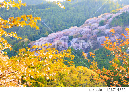桜満開の世界遺産　早朝の吉野山　 138714222