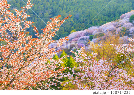 桜満開の世界遺産　早朝の吉野山　 138714223