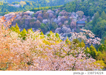 桜満開の世界遺産　早朝の吉野山　 138714224