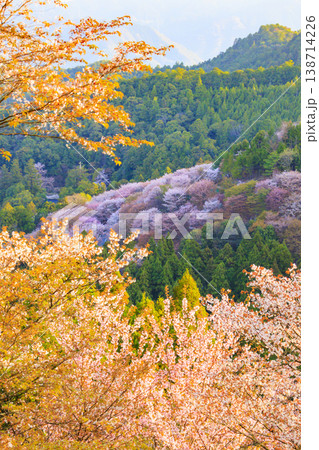 桜満開の世界遺産　早朝の吉野山　 138714226