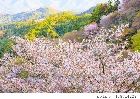 桜満開の世界遺産　早朝の吉野山　 138714228
