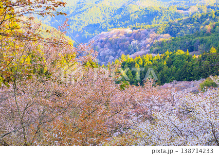 桜満開の世界遺産　早朝の吉野山　 138714233