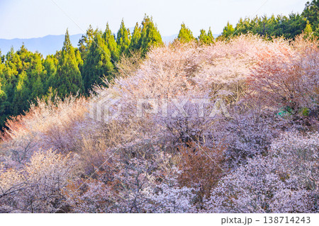 桜満開の世界遺産　早朝の吉野山　 138714243