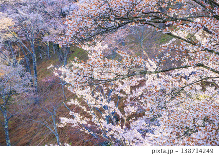 桜満開の世界遺産 早朝の吉野山 桜満開の世界遺産 早朝の吉野山 138714249