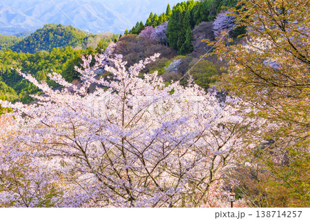 桜満開の世界遺産 早朝の吉野山 桜満開の世界遺産 早朝の吉野山 138714257