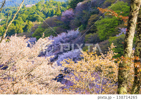 桜満開の世界遺産　早朝の吉野山　 138714265