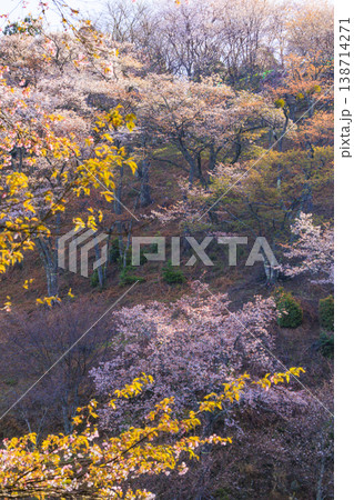 桜満開の世界遺産 早朝の吉野山 桜満開の世界遺産 早朝の吉野山 138714271
