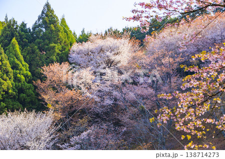 桜満開の世界遺産　早朝の吉野山　 138714273
