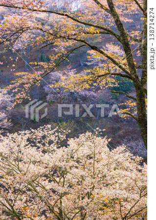 桜満開の世界遺産　早朝の吉野山　 138714274