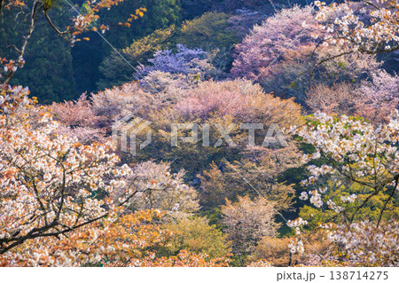 桜満開の世界遺産　早朝の吉野山　 138714275