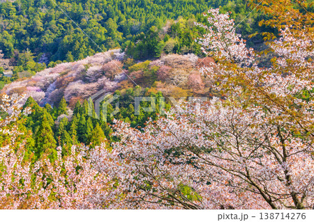 桜満開の世界遺産　早朝の吉野山　 138714276