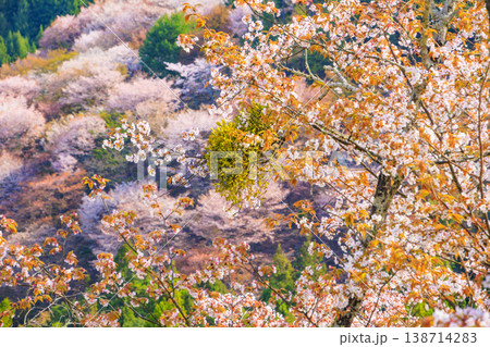 桜満開の世界遺産 早朝の吉野山 桜満開の世界遺産 早朝の吉野山 138714283