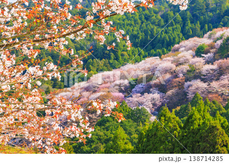 桜満開の世界遺産　早朝の吉野山　 138714285