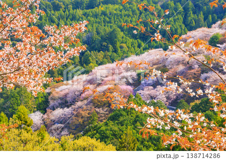桜満開の世界遺産 早朝の吉野山 桜満開の世界遺産 早朝の吉野山 138714286