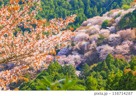 桜満開の世界遺産 早朝の吉野山 桜満開の世界遺産 早朝の吉野山 138714287