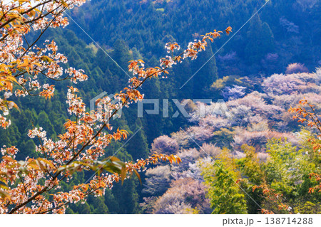 桜満開の世界遺産　早朝の吉野山　 138714288