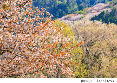 桜満開の世界遺産 早朝の吉野山 桜満開の世界遺産 早朝の吉野山 138714293