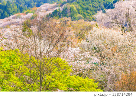 桜満開の世界遺産　早朝の吉野山　 138714294